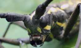 天牛哥最新爆料新闻,揭秘最新热点事件内幕